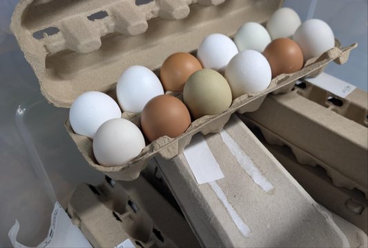 Pasture-Raised Local Chicken Eggs (Dozen)